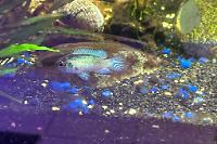 Electric blue Acara Thumbnail