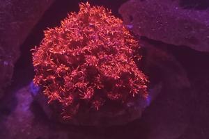 Japanese Red Goniopora Thumbnail