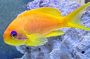 Lyretail Anthias Thumbnail