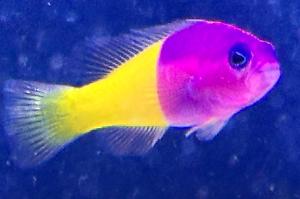 Blue Eye Royal Dottyback Thumbnail