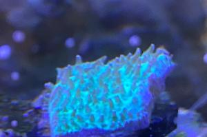 Short Tentacle Plate Coral Thumbnail