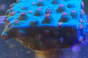 Red Eyes Cyphastrea Thumbnail