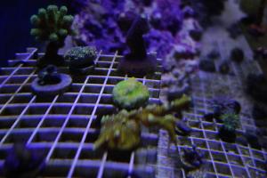 Sunset Montipora Thumbnail