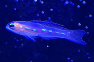 Masked Goby Thumbnail