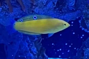 Yellow Wrasse Thumbnail