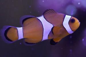 Tangerine Clownfish Thumbnail