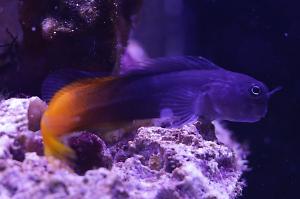 Yellowtail Black Blenny Thumbnail