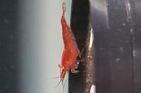 Cherry Shrimp Thumbnail