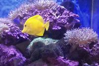 Yellow Tang Thumbnail