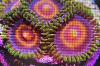 Sweet Tooth Zoanthids Thumbnail