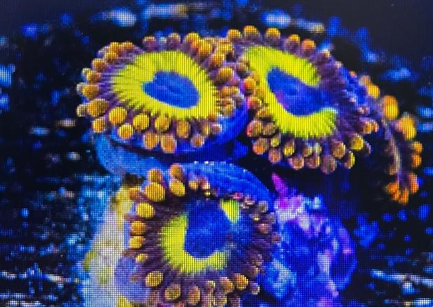 Fruit Loops Zoas