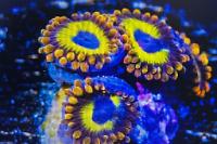 Fruit Loops Zoas  Thumbnail