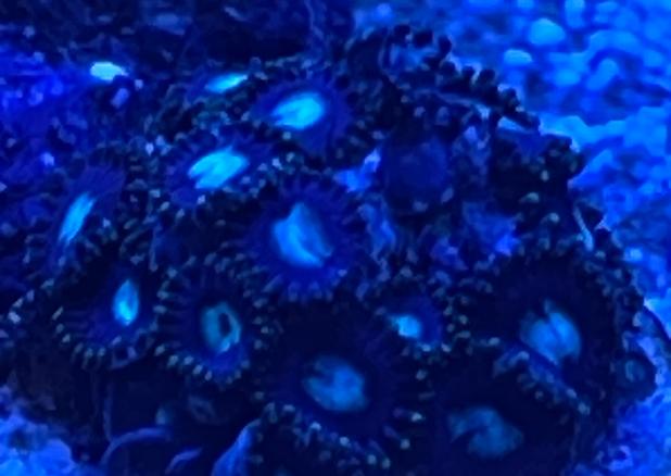 Purple Hornet Zoas