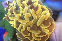 euphyllia parancora gold