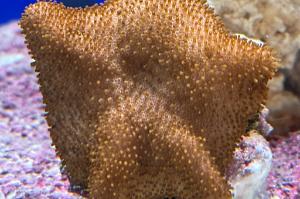 Toadstool Mushroom Leather Coral Thumbnail