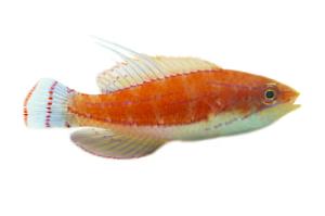 Ruby Longfin Fairy Wrasse Thumbnail