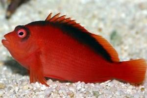 Flame Hawkfish Thumbnail