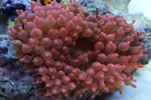 Bubble Tip Anemone Thumbnail