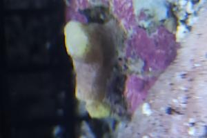 Unknown Coral Thumbnail