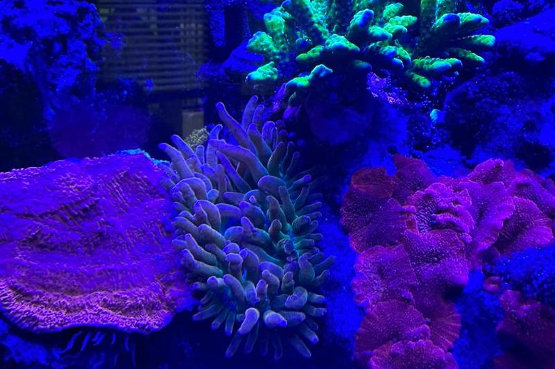 My Aquarium Thumbnail