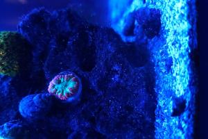 Blastomussa Coral Thumbnail