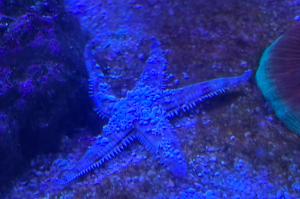 Sand Sifting Starfish