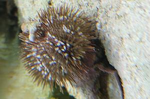 Purple Short Spine Pincushion Urchin Thumbnail