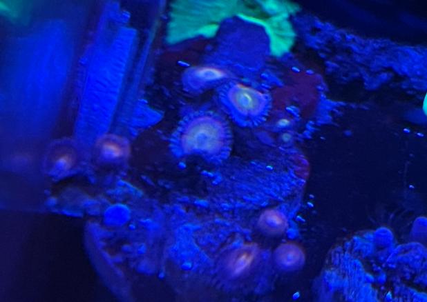 Zoas