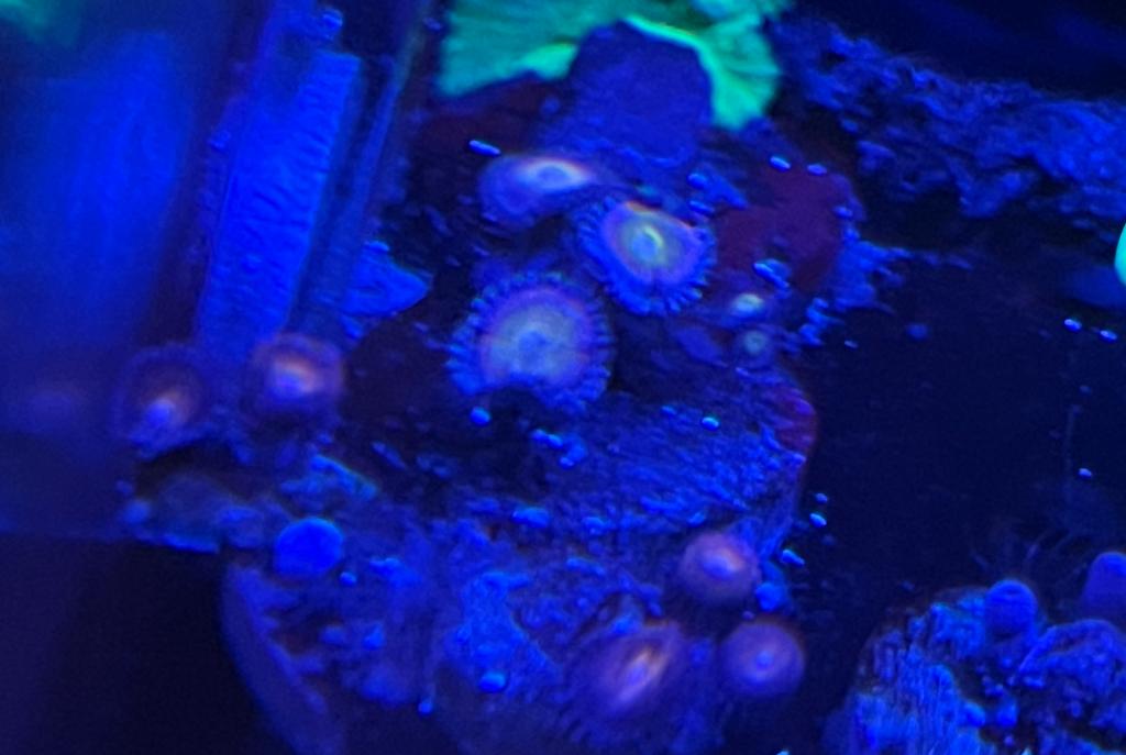 Zoas