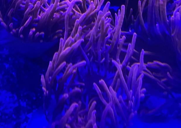 Bubble Tip Anemone