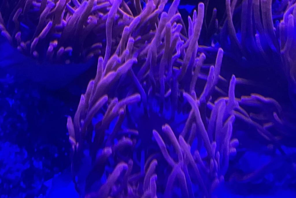 Bubble Tip Anemone