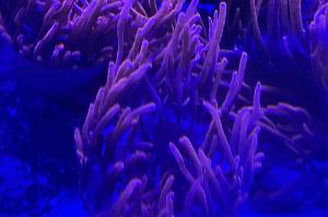 Bubble Tip Anemone Thumbnail