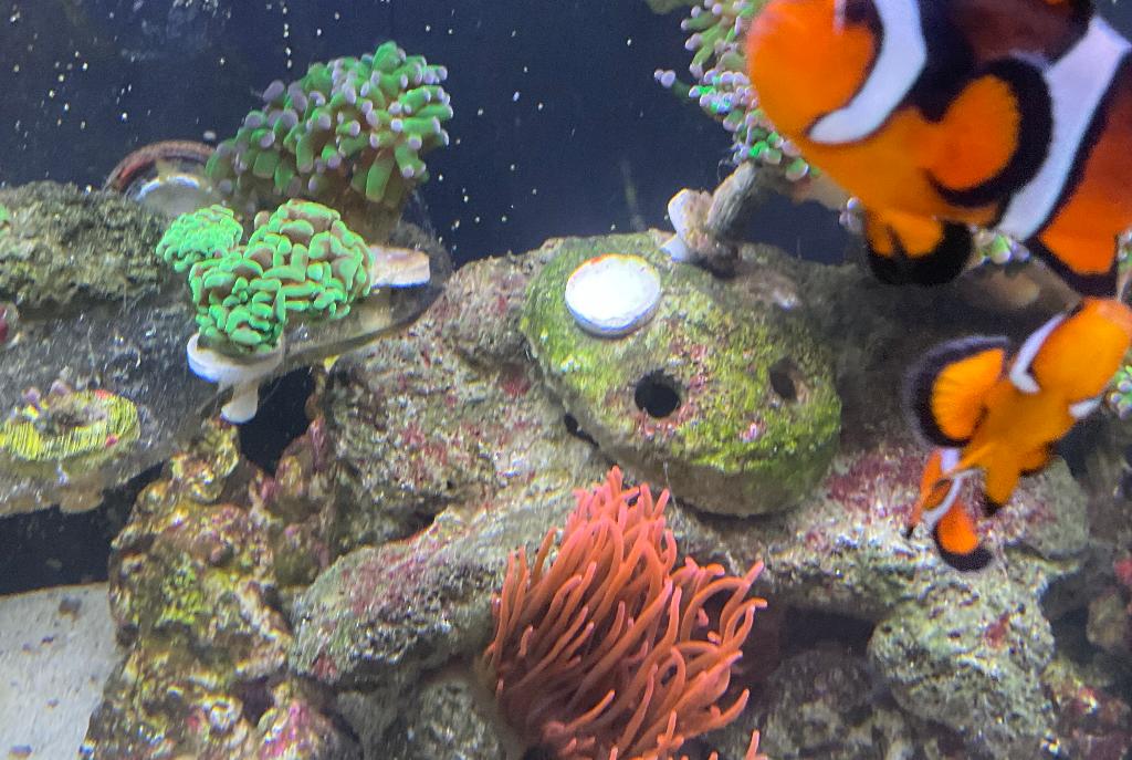 Clownfish