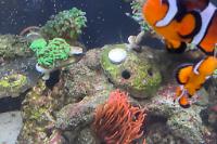 Clownfish Thumbnail