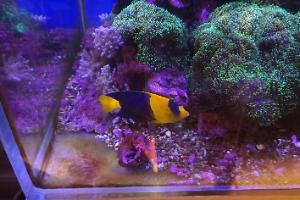 Bicolor Angelfish Thumbnail