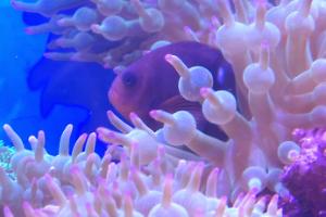 Cinnamon Clownfish Thumbnail