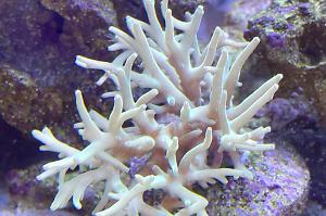 Acropora Suharsonoi Thumbnail