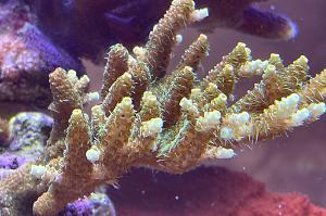 Acropora Millepora Thumbnail