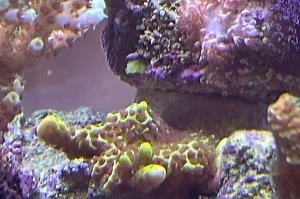 Montipora Confusa Thumbnail