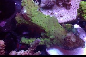 Green Anacropora Thumbnail