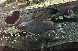 Featherfin catfish Thumbnail