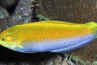  Canarytop Wrasse Thumbnail