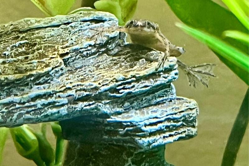 African Dwarf frog Thumbnail