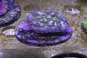 Pilosa Horn Coral Thumbnail