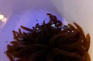 Bubble Tip Anemone Thumbnail