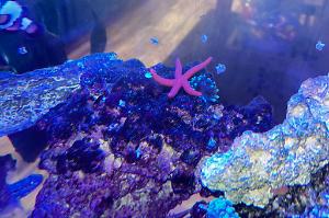 Linckia Sea Star Thumbnail