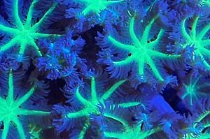 Neon Green Clove Polyp Thumbnail