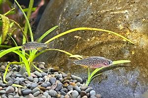 Celestial Pearl Danio Thumbnail