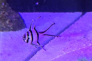 Banggai Cardinalfish Thumbnail