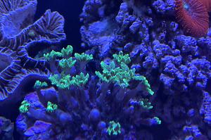 Palm Tree Coral Thumbnail